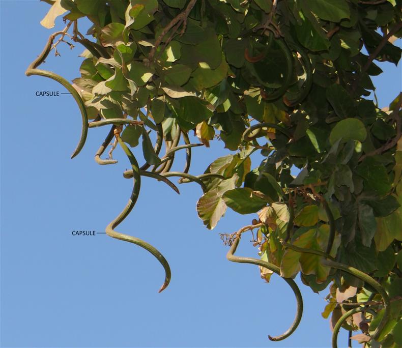 Fernandoa adenophylla